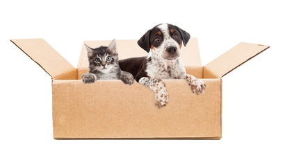 Can and dog sitting in cardboard box ready for moving day